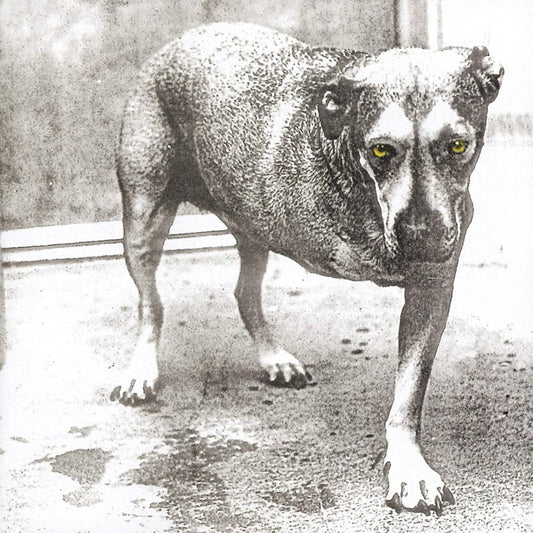 Alice in Chains (self titled)